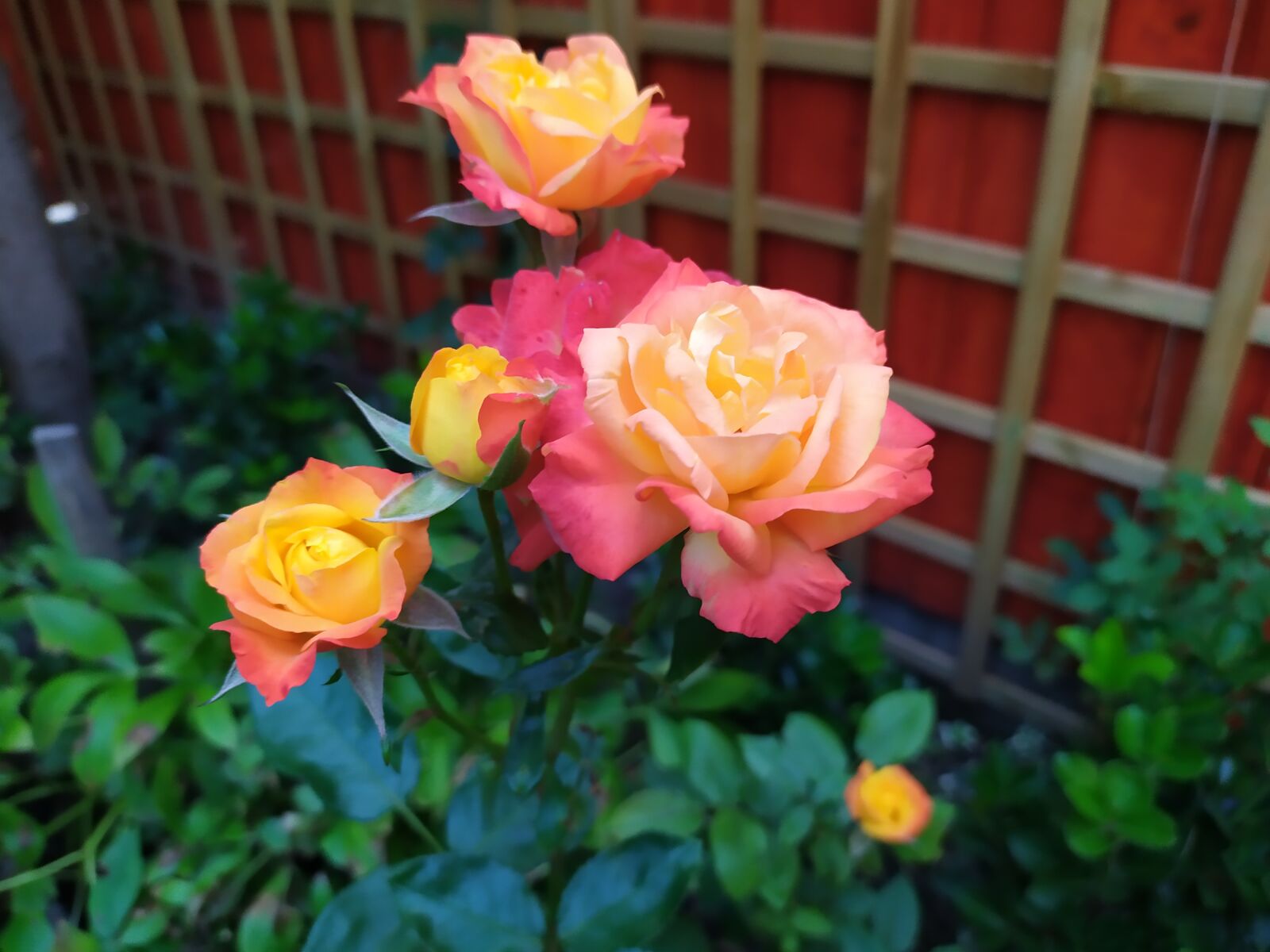 Xiaomi Redmi Note 7 sample photo. Rose, flower, flowers photography