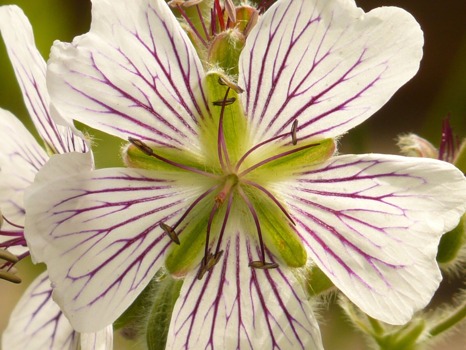 Panasonic DMC-FZ18 sample photo. Caucasus geranium, cranesbill, white photography