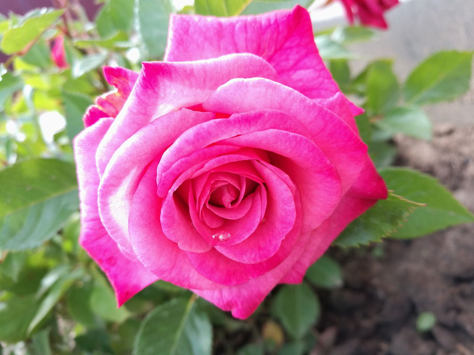 HUAWEI P9 sample photo. Rose, flowers, summer photography