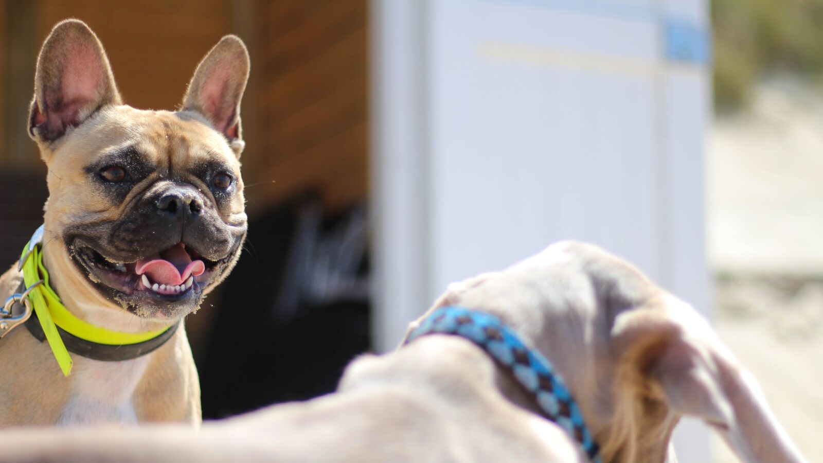 Canon EOS 700D (EOS Rebel T5i / EOS Kiss X7i) + Canon EF 50mm F1.8 STM sample photo. French bulldog, domburg, beach photography