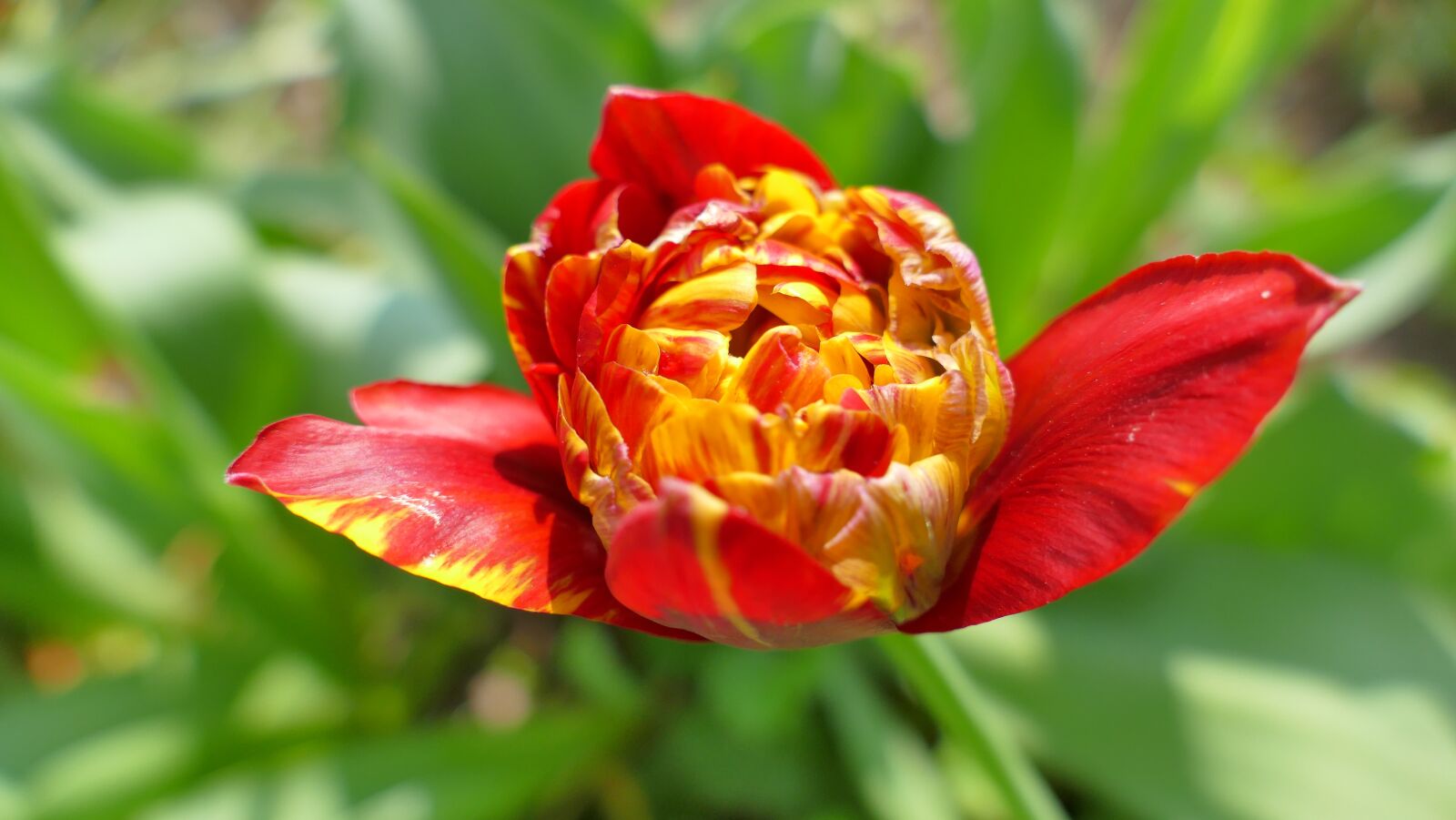 Panasonic Lumix DMC-FZ1000 sample photo. Tulip, flower, spring photography