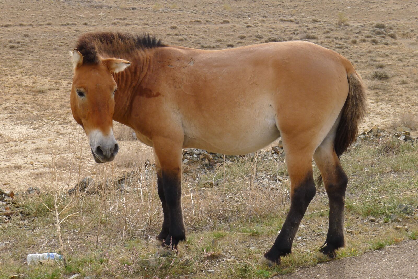 Panasonic Lumix DMC-LX5 sample photo. Animal, in xinjiang, e photography