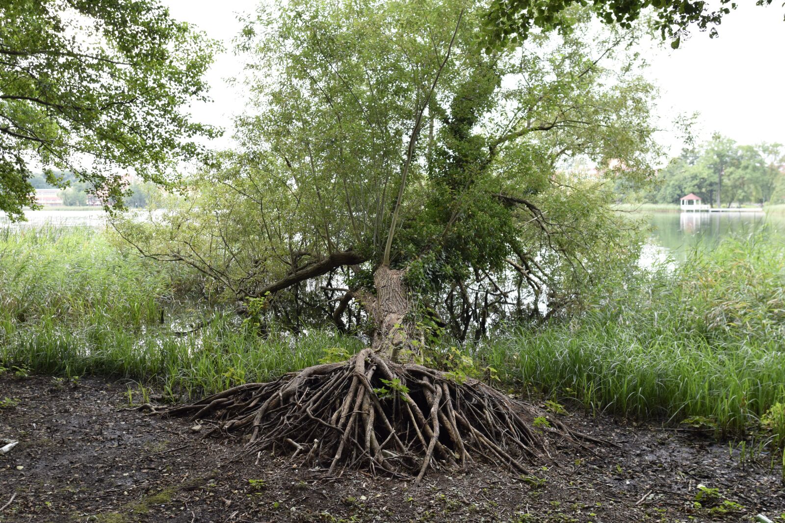 Nikon D5300 sample photo. Tree, root, water photography