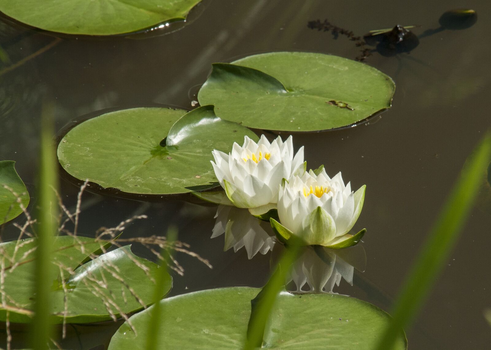 Canon EOS 400D (EOS Digital Rebel XTi / EOS Kiss Digital X) sample photo. Water lily, plant, pond photography