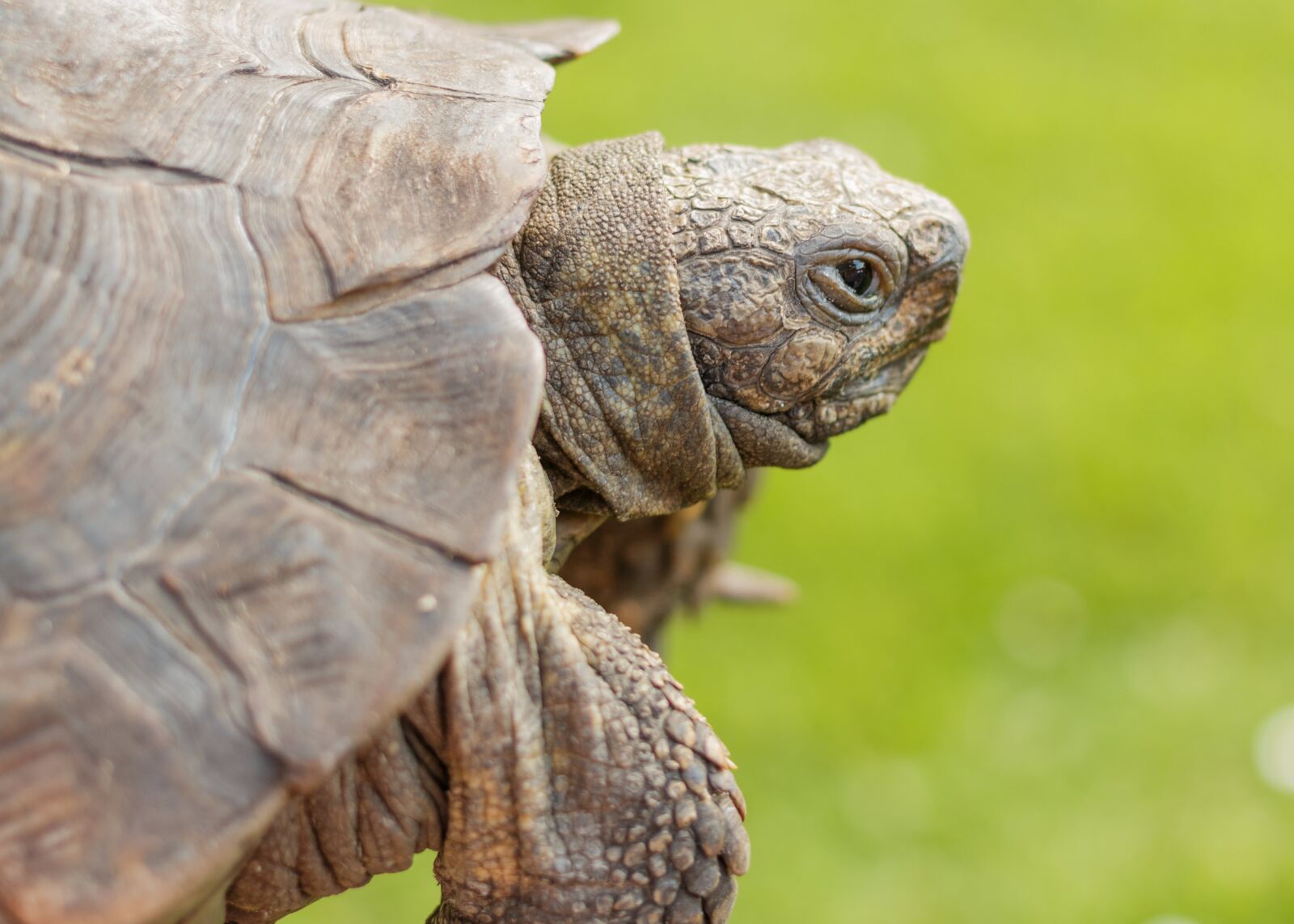 Canon EOS 70D + Canon EF 40mm F2.8 STM sample photo. Tortoise, turtle, animal photography