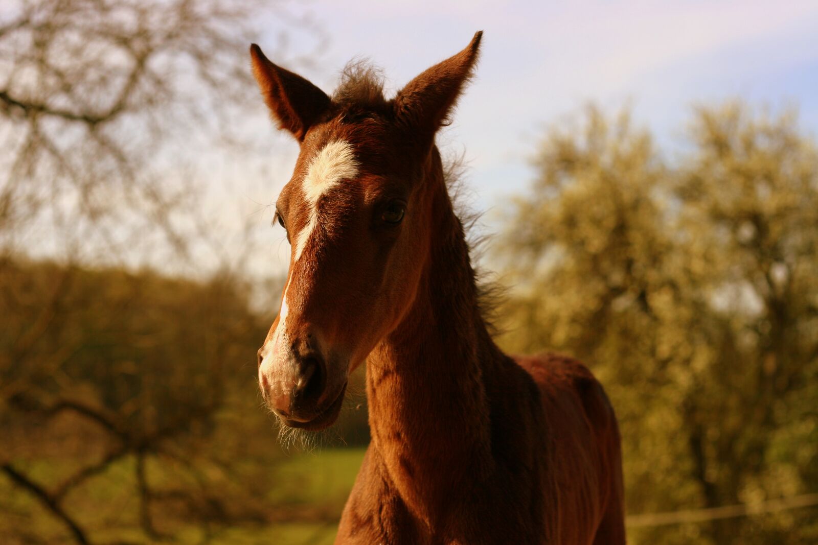 Canon EOS 20D sample photo. Foal, chestnut, horse photography