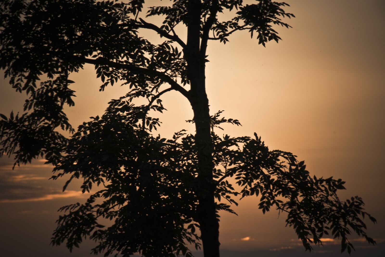 Nikon D80 sample photo. Sunset, tree, orange photography