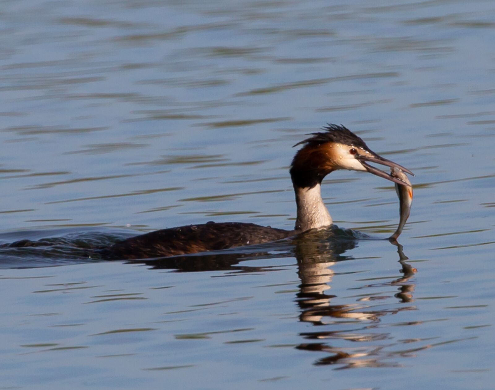 Canon EOS 5D Mark III sample photo. Grebe with fish, crested photography