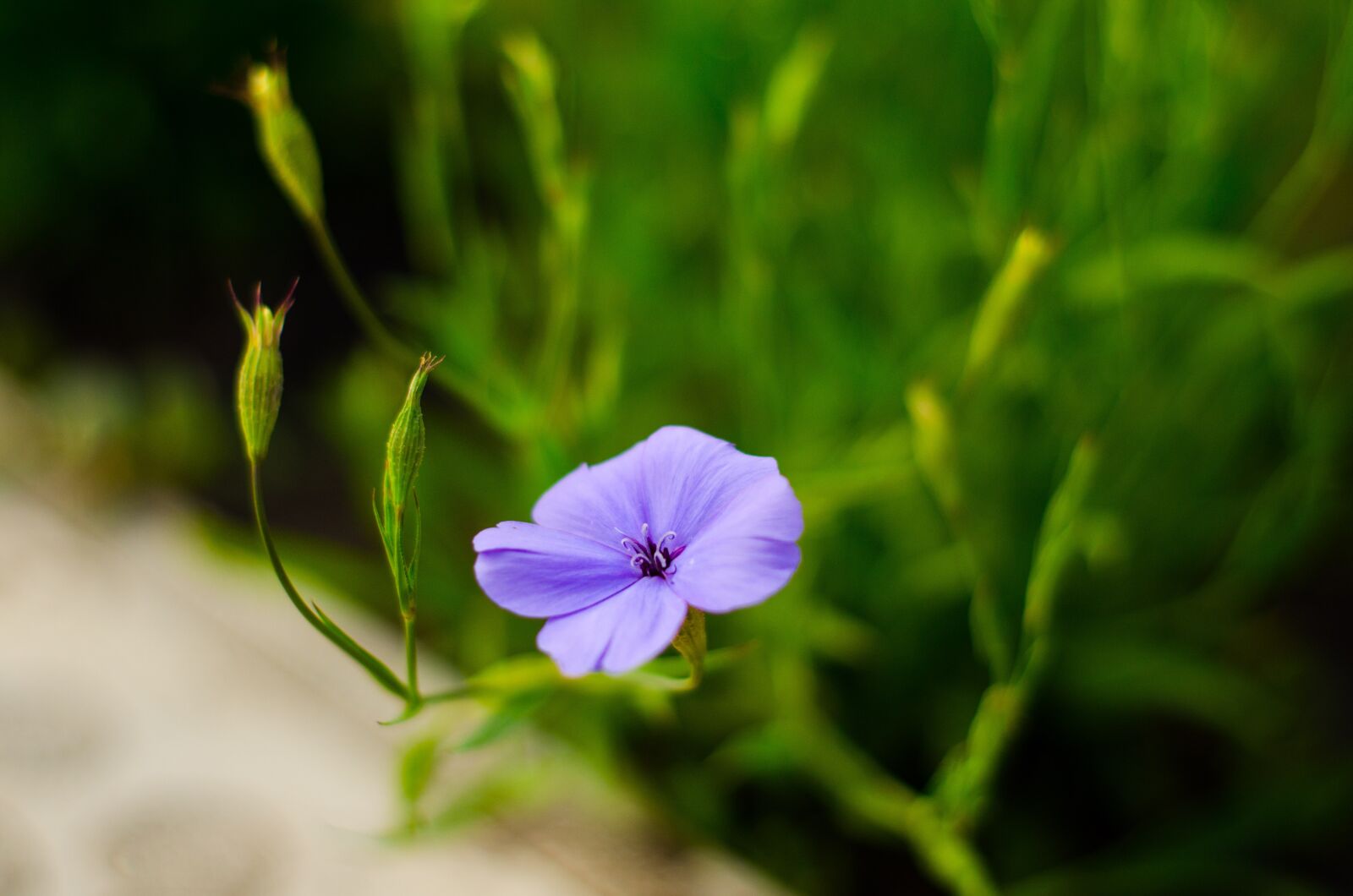 Nikon D5100 sample photo. Flower, violet, nature photography