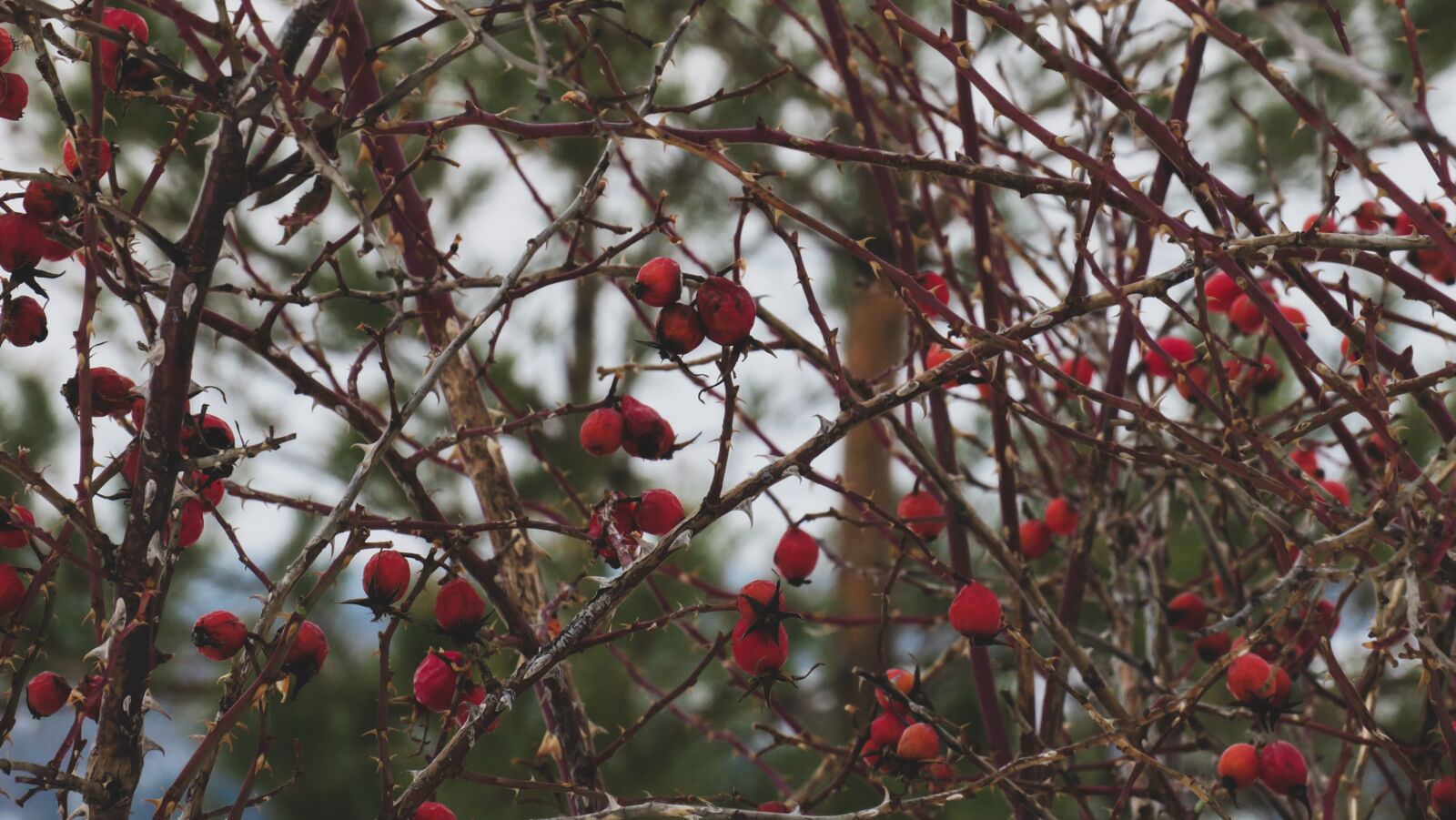 Canon PowerShot G3 X sample photo. Rose hip, russian winter photography