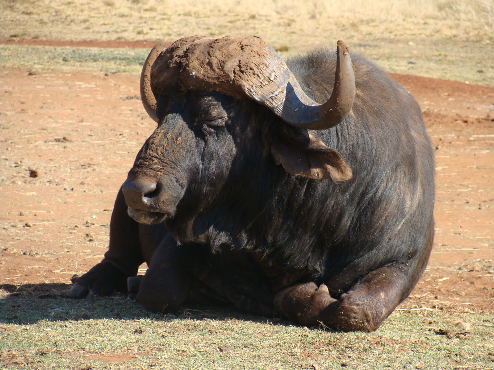 Sony Cyber-shot DSC-H10 sample photo. African, buffalo photography