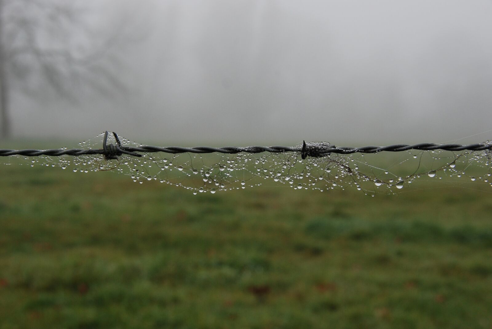 Nikon D80 sample photo. Fog, mist, wet photography
