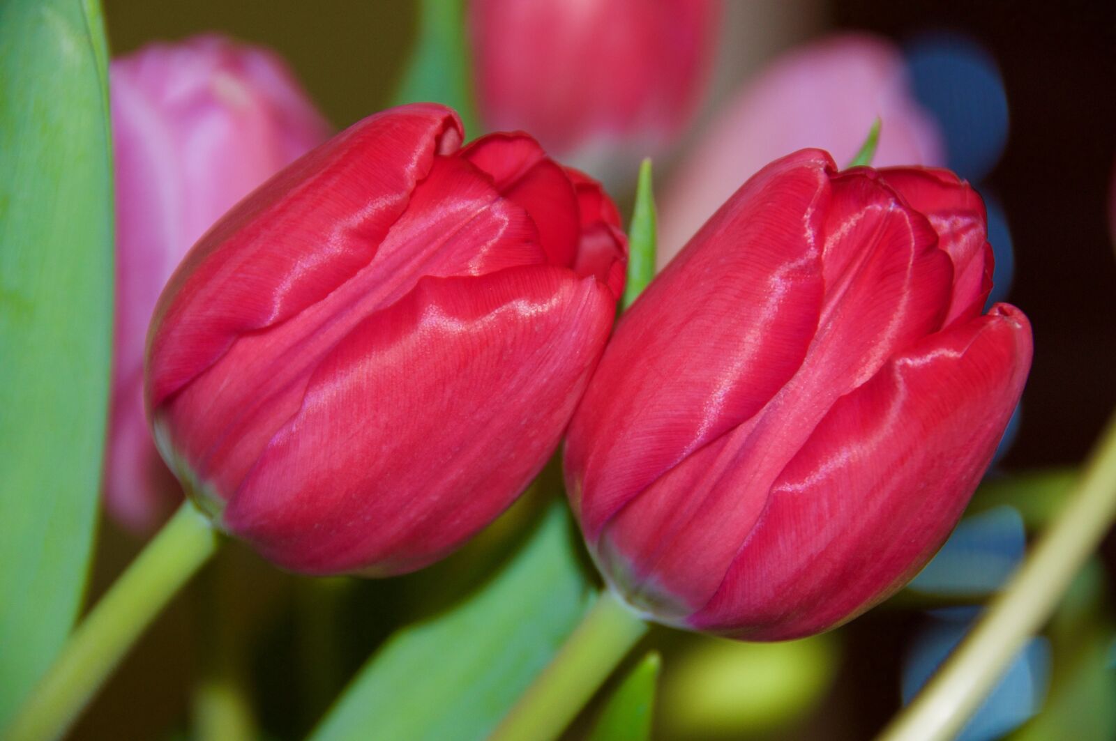 Nikon D90 sample photo. Tulips, spring, flowers photography