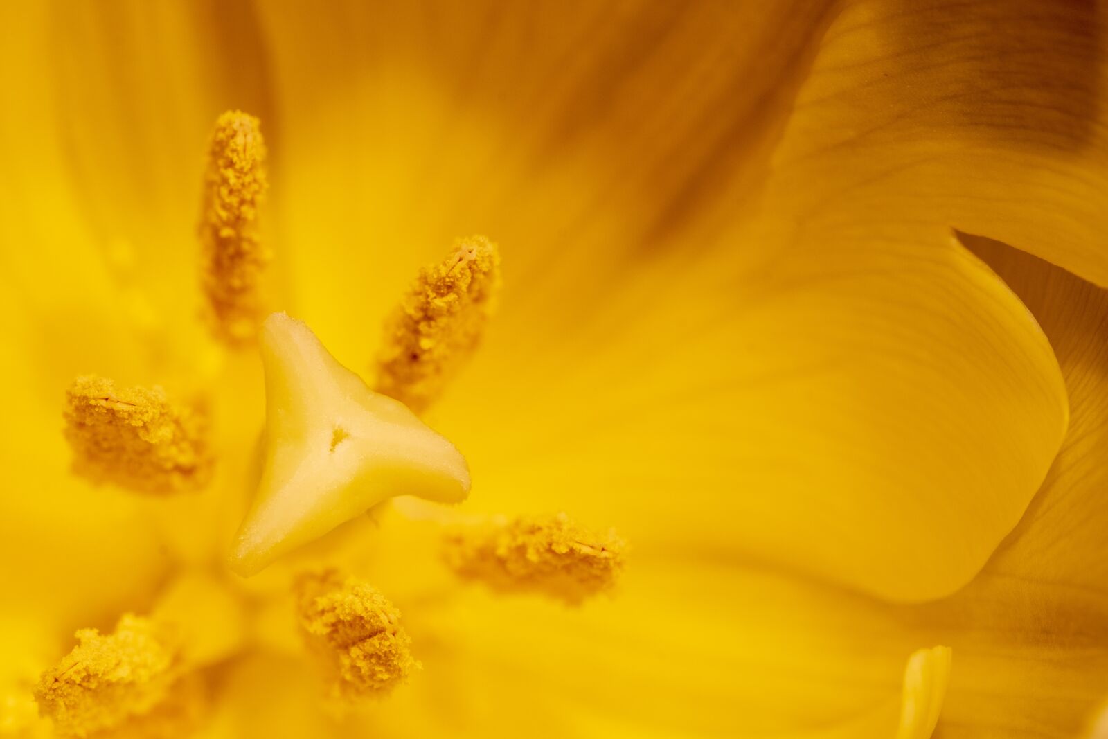 Fujifilm X-T2 + Fujifilm XF 80mm F2.8 R LM OIS WR Macro sample photo. Tulip, blossom, pistil photography