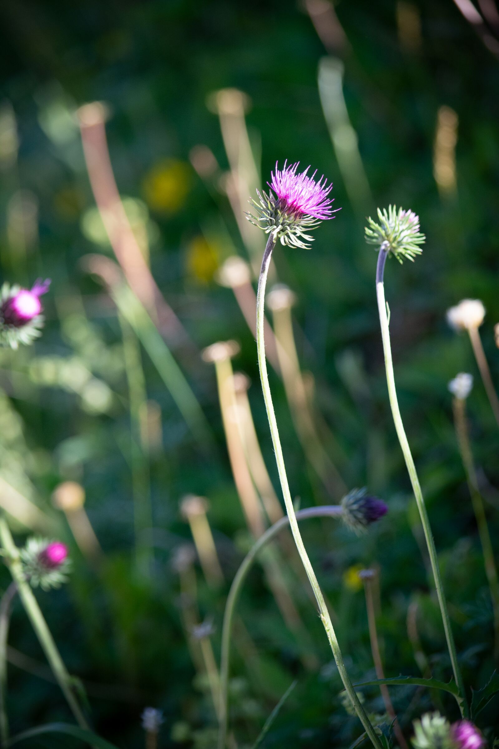 Nikon D7100 sample photo. Pointed flower, purple, pink photography