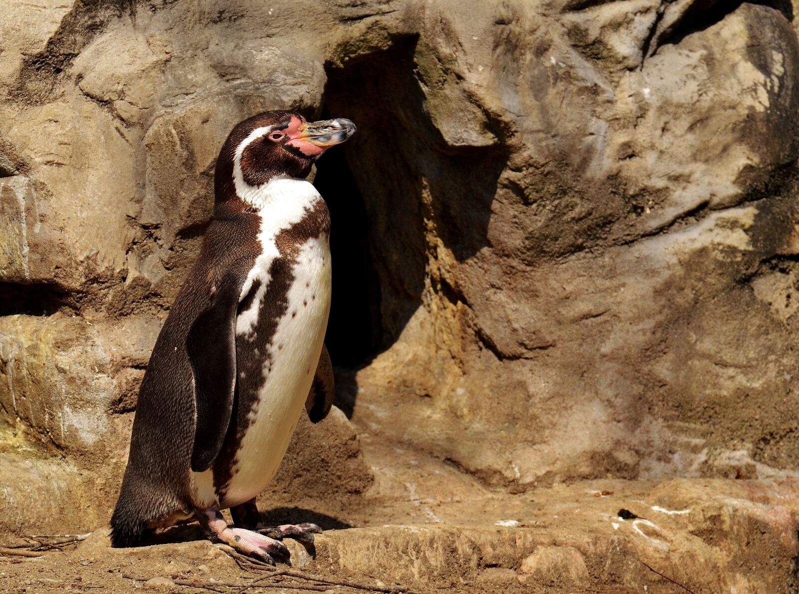Nikon D3200 sample photo. Penguin, animal, animal world photography