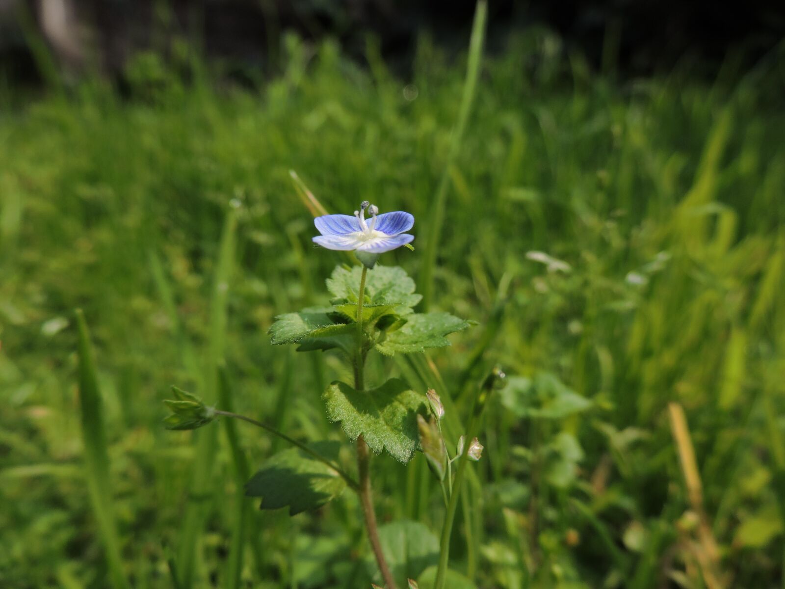 Nikon Coolpix P530 sample photo. Blue flower, blur, green photography