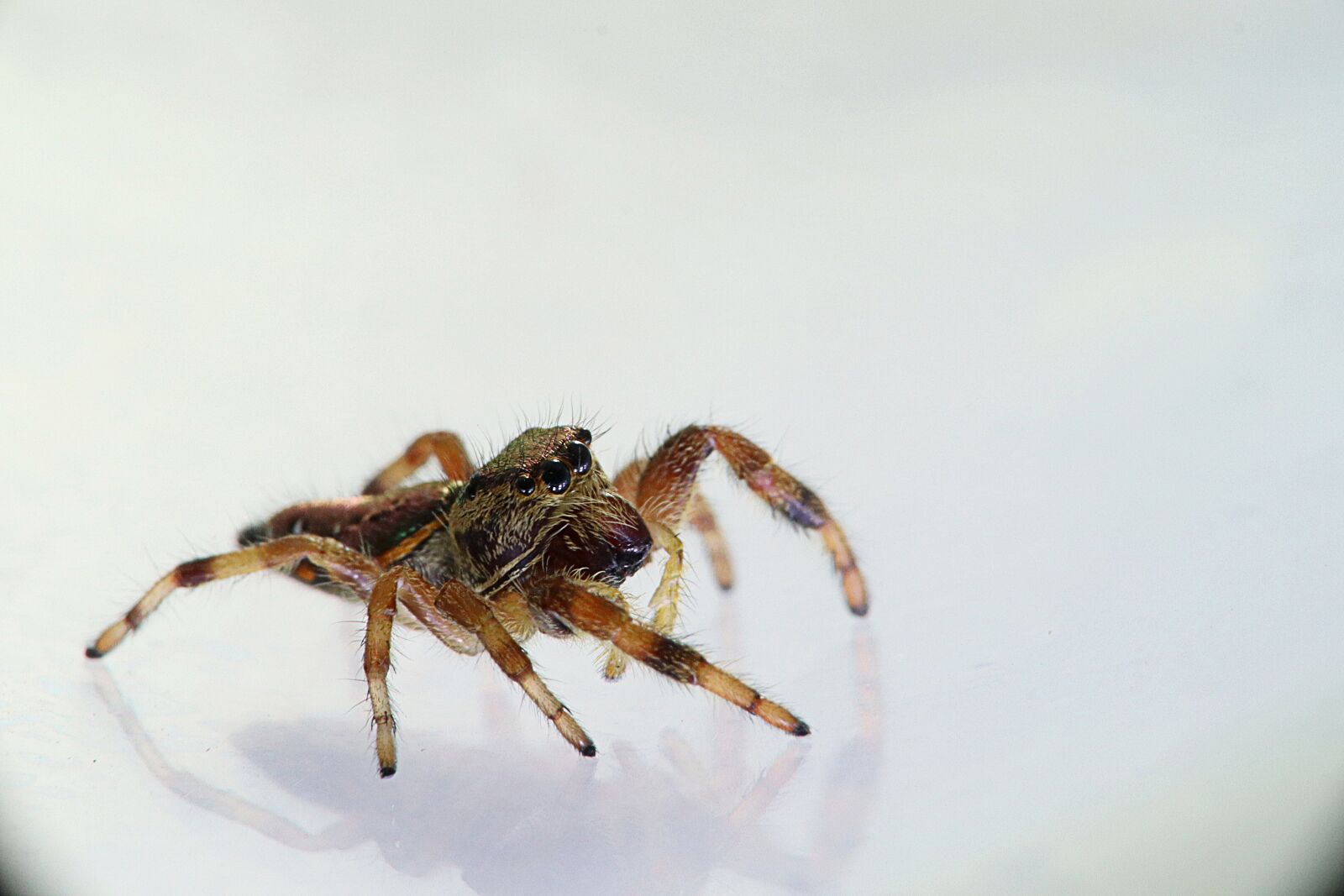 Canon EOS M50 (EOS Kiss M) sample photo. Arachnids, spider, spider bouncing photography