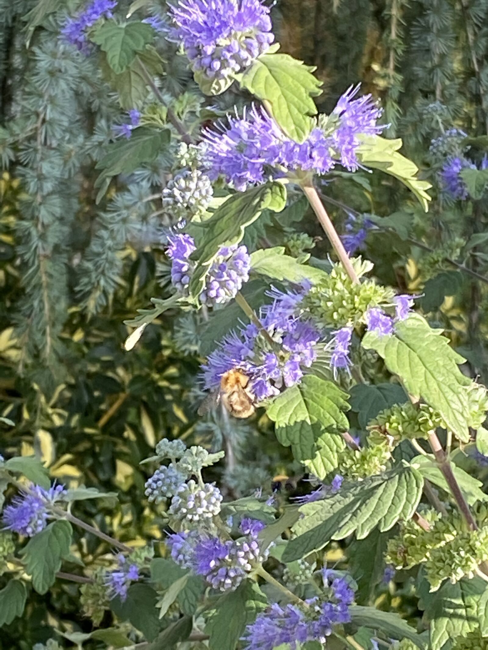 Apple iPhone 11 sample photo. Flower, nature, spring photography