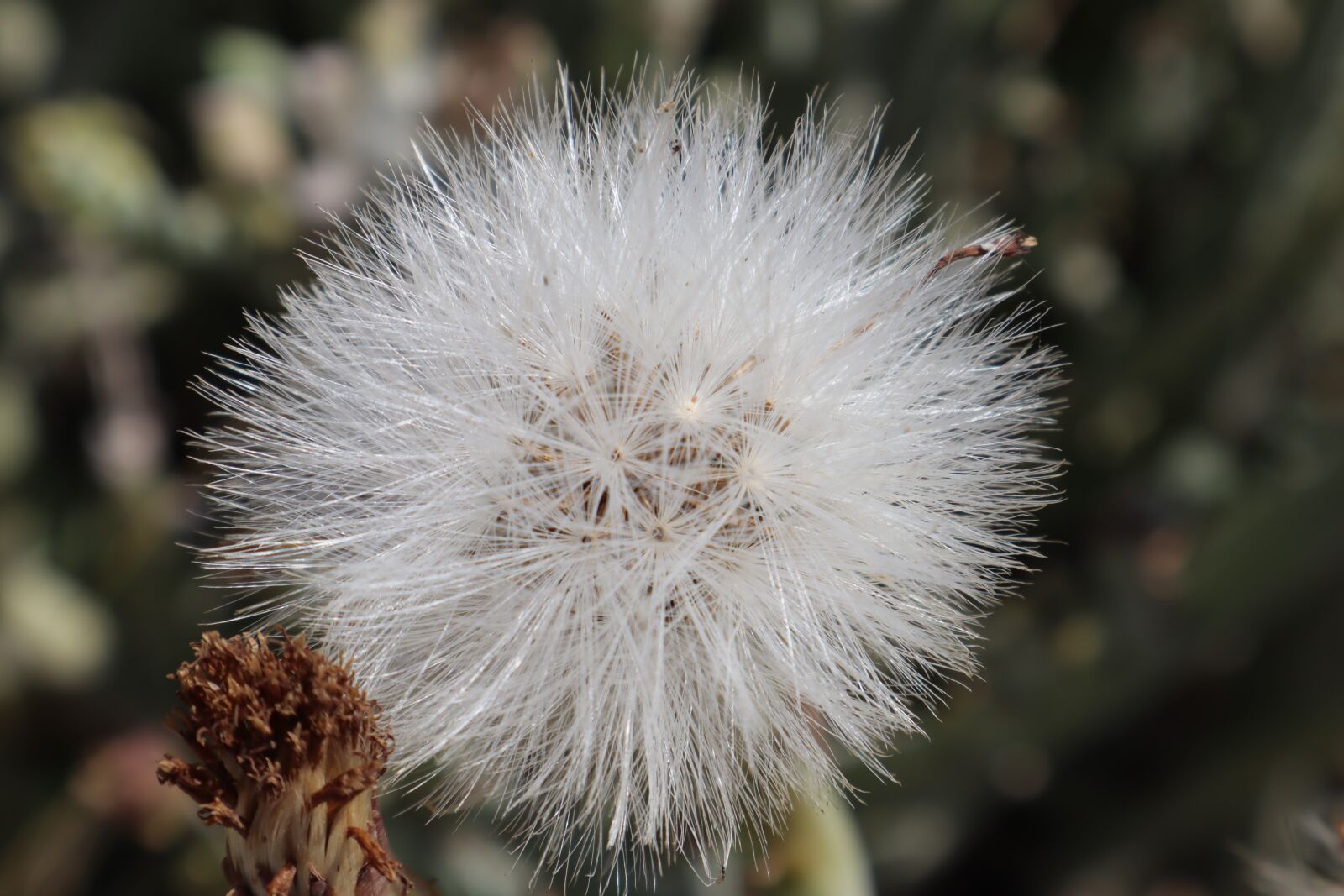 Canon EOS M50 (EOS Kiss M) sample photo. Light, breath, dandelion photography