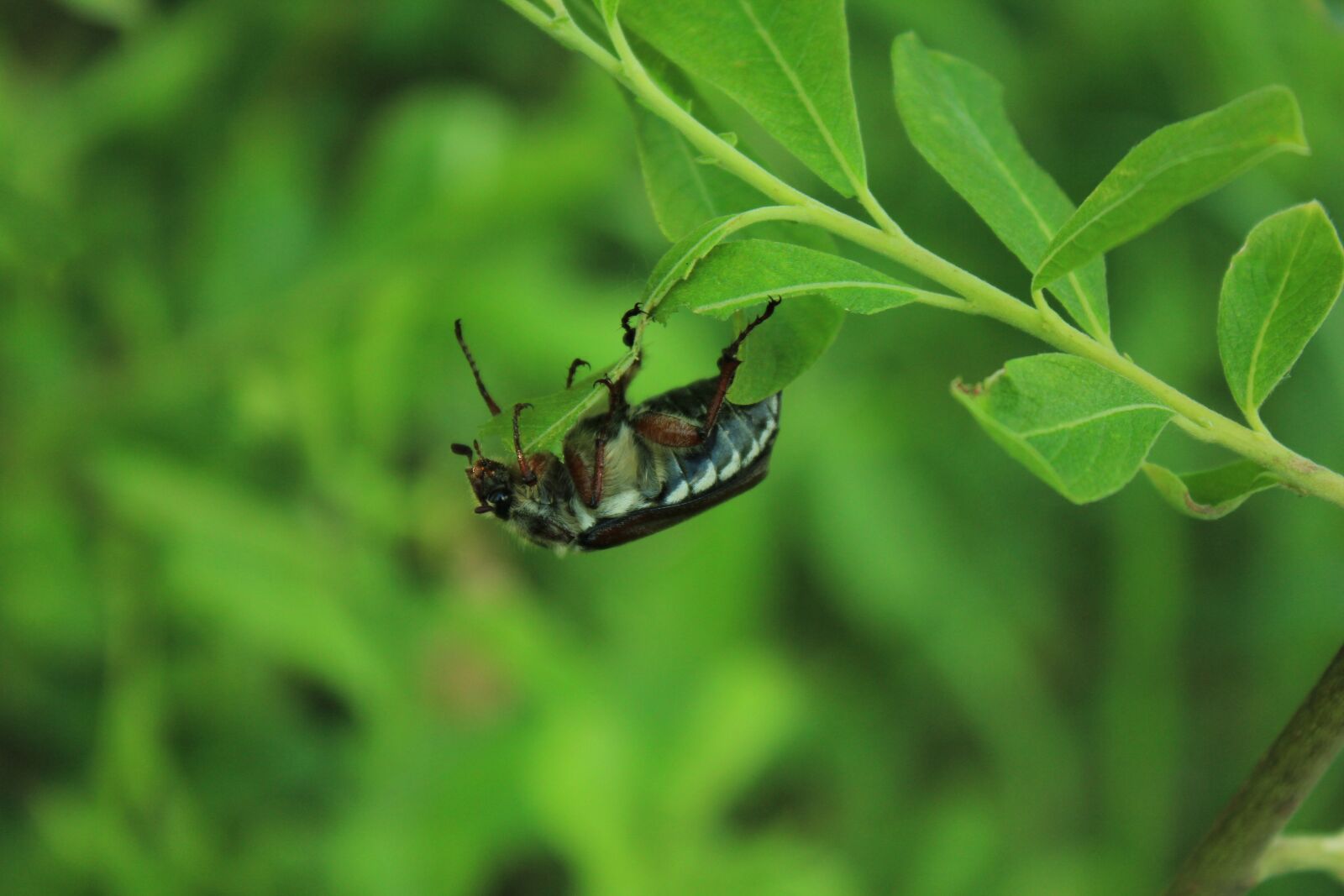 Canon EOS 550D (EOS Rebel T2i / EOS Kiss X4) sample photo. Beetle, summer, macro photography photography