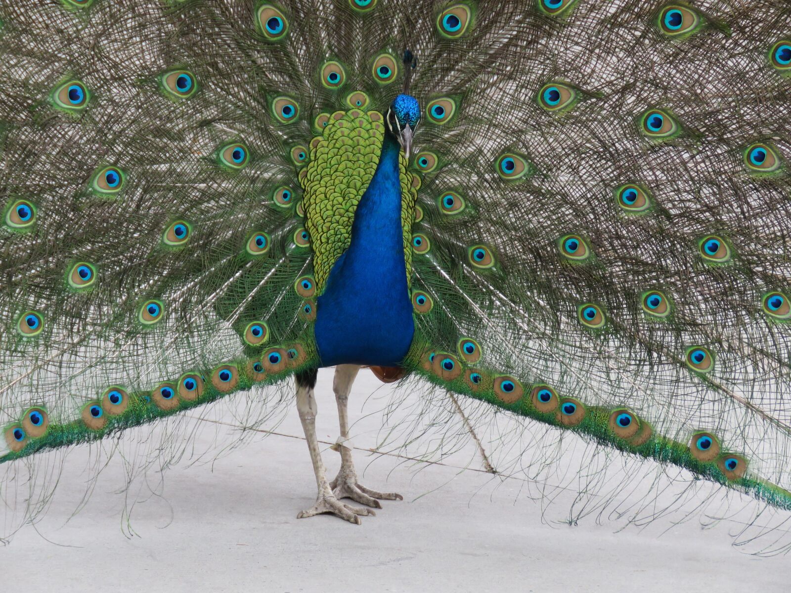 Canon PowerShot SX60 HS sample photo. Peacock, peafowl, bird photography