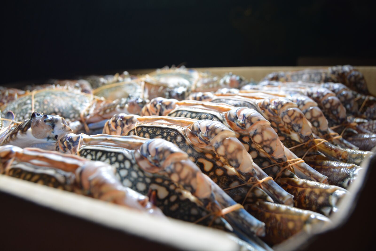 Nikon D5200 sample photo. Frozen blue swimming crabs photography