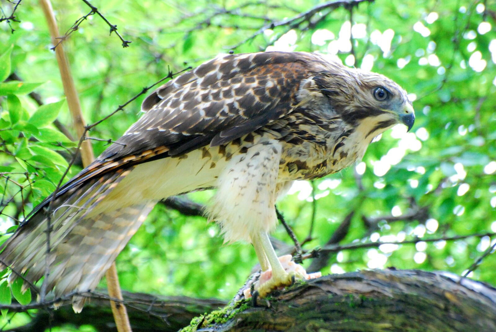 Nikon D80 sample photo. Hawk, feeding, nature photography