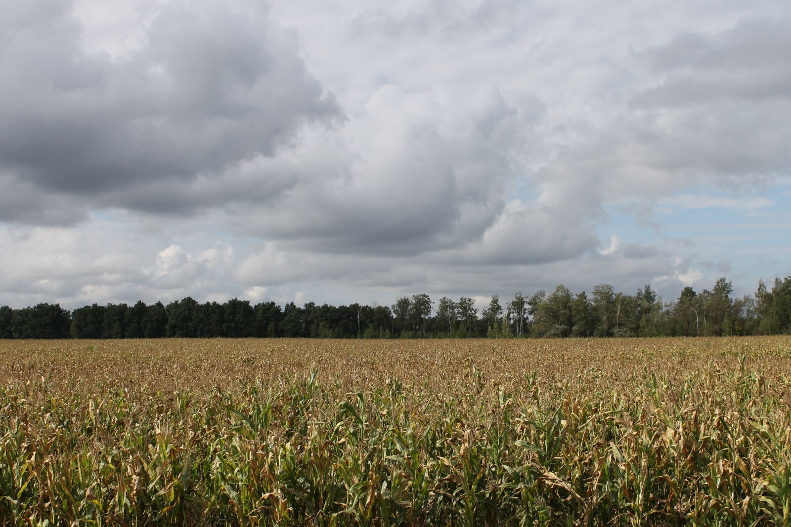 Canon EOS 1100D (EOS Rebel T3 / EOS Kiss X50) sample photo. Field, spikes, landscape photography