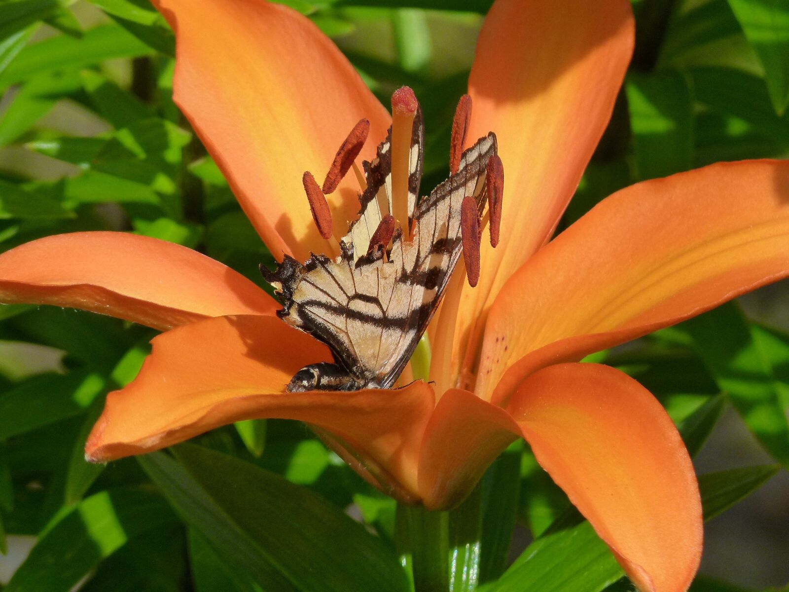 Panasonic Lumix DMC-FZ100 sample photo. Feuerlilie, lilium bulbiferum, flower photography