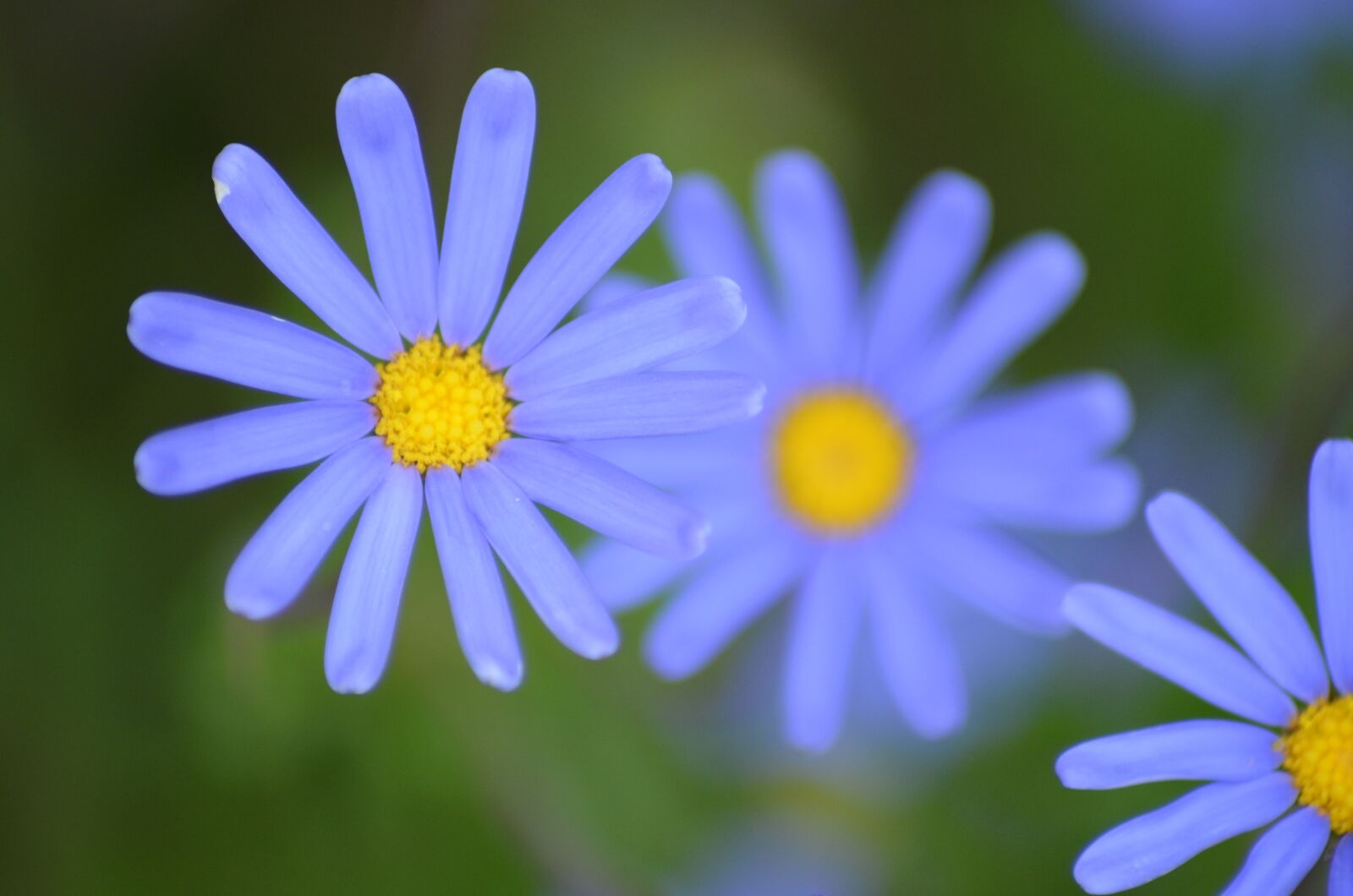Nikon D5100 sample photo. Flower, nature, blossom photography