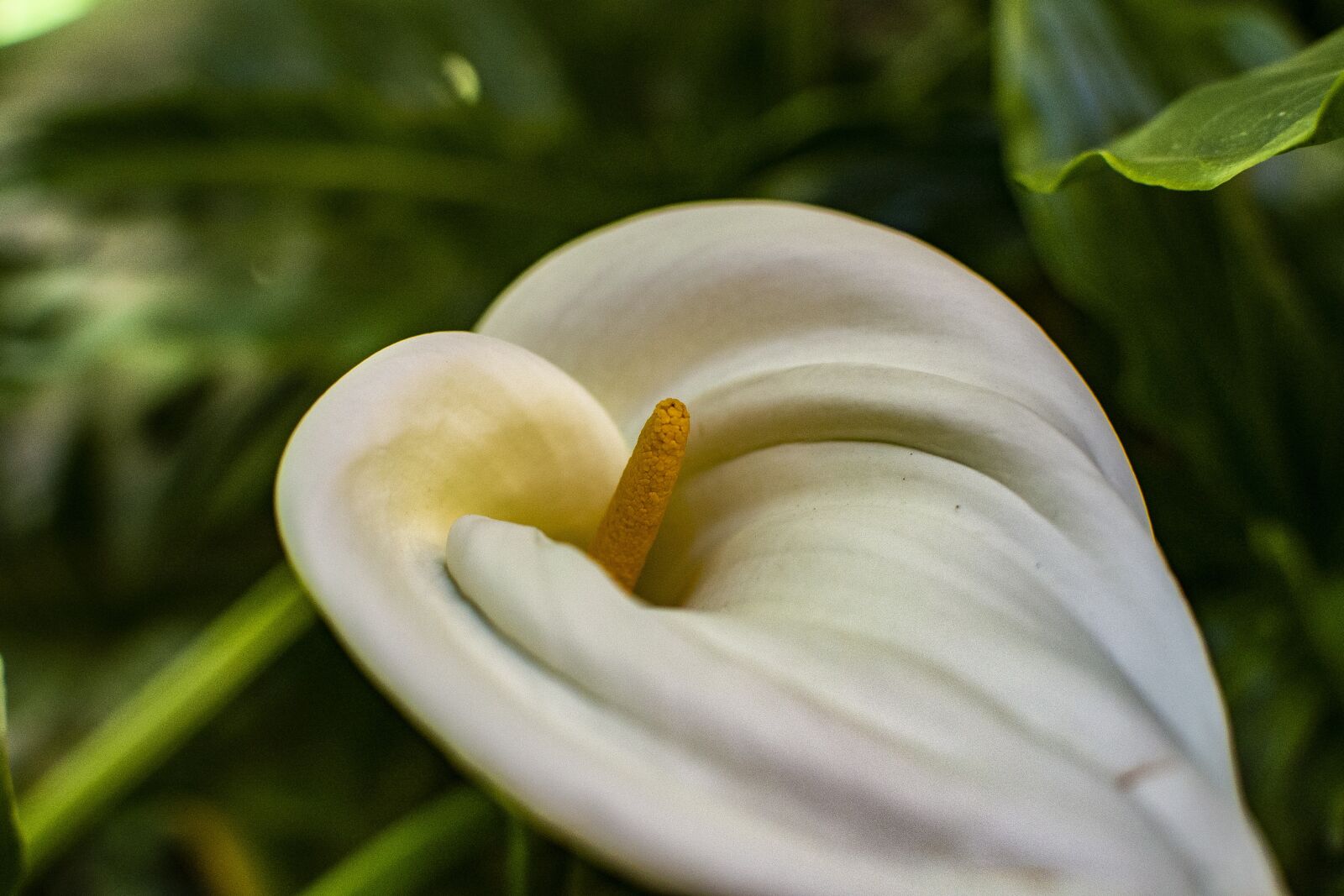 Nikon D600 sample photo. Flower, nature, flowers photography