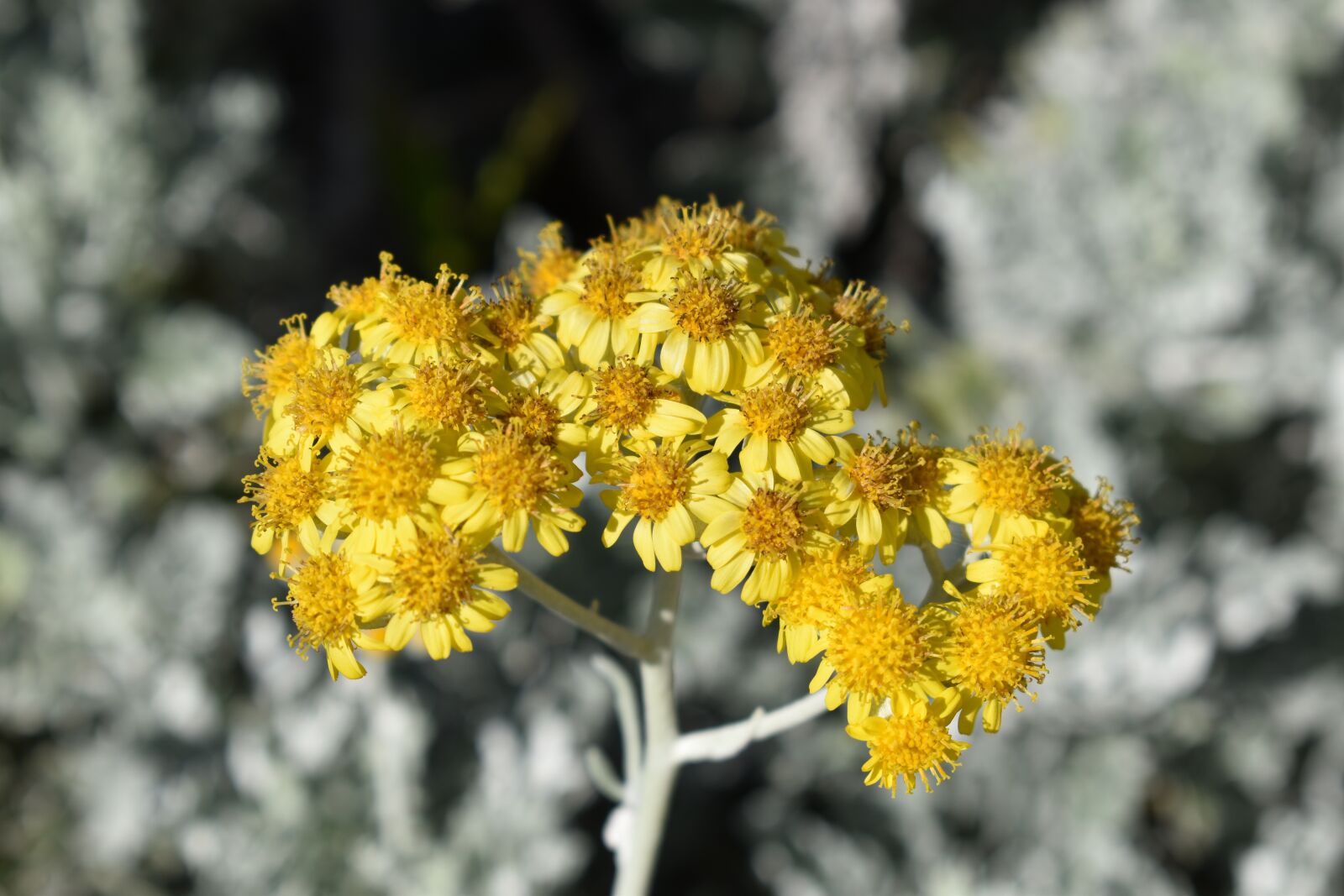 Nikon D3500 sample photo. Flower, nature, spring photography