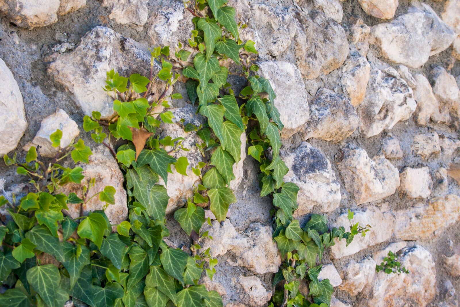 Canon EF-S 18-55mm F3.5-5.6 II sample photo. Crimea, sheet, plant photography