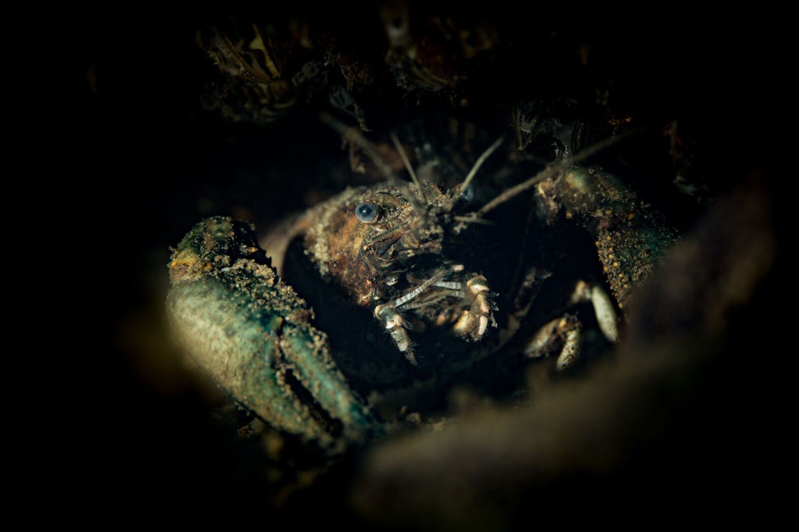 Canon EF 100mm F2.8L Macro IS USM sample photo. Cancer, diving, underwater photography