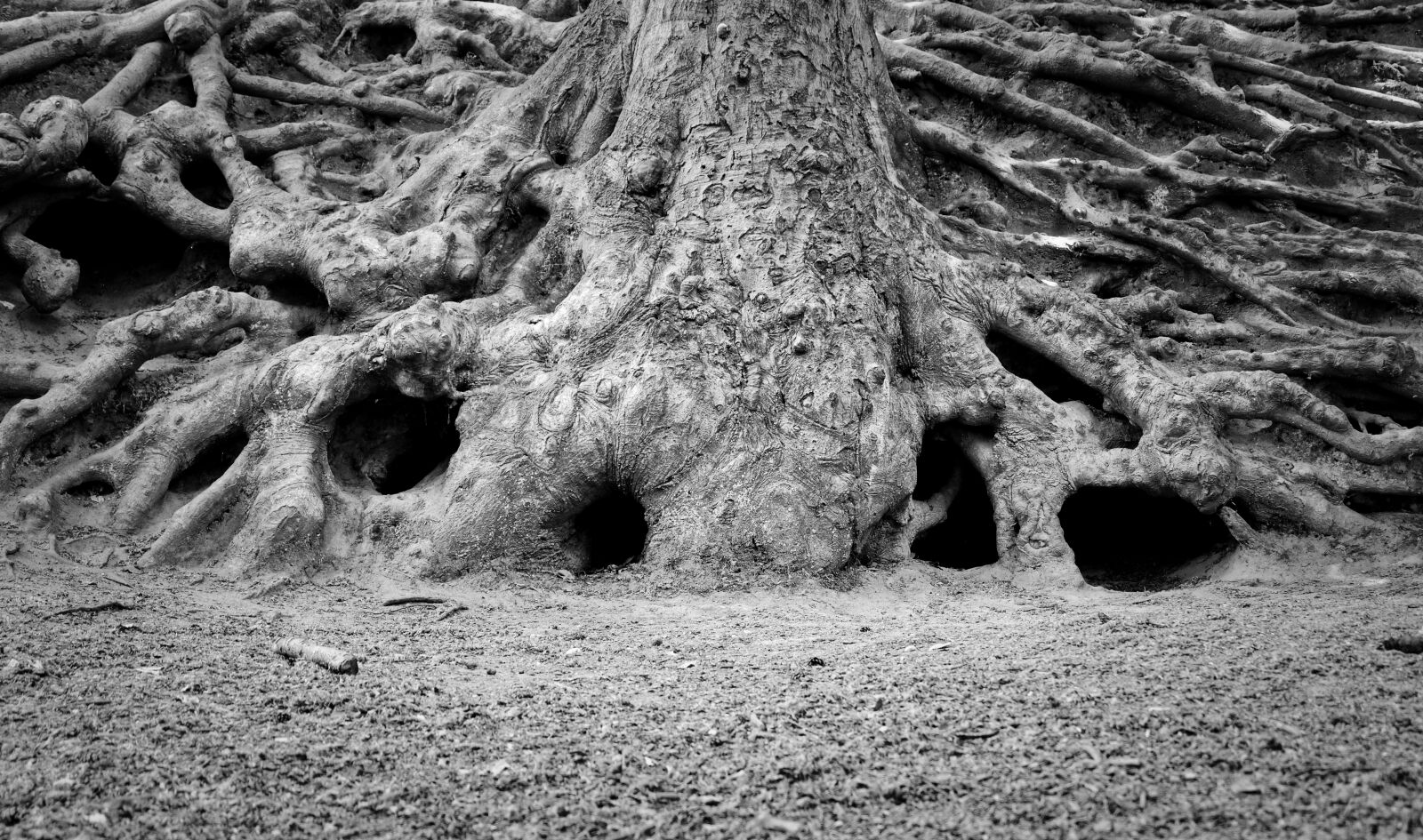 Fujifilm X-T20 sample photo. Tree root, tree, root photography