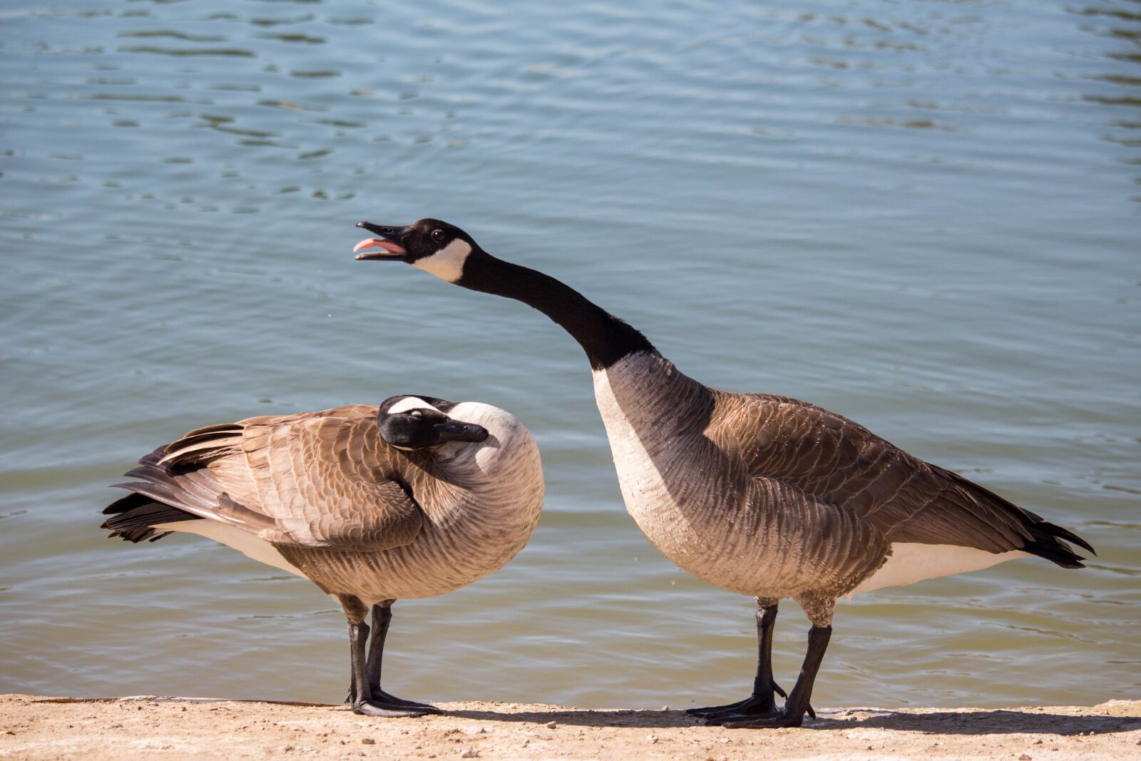 Canon EOS 700D (EOS Rebel T5i / EOS Kiss X7i) sample photo. Bird, water, wildlife photography