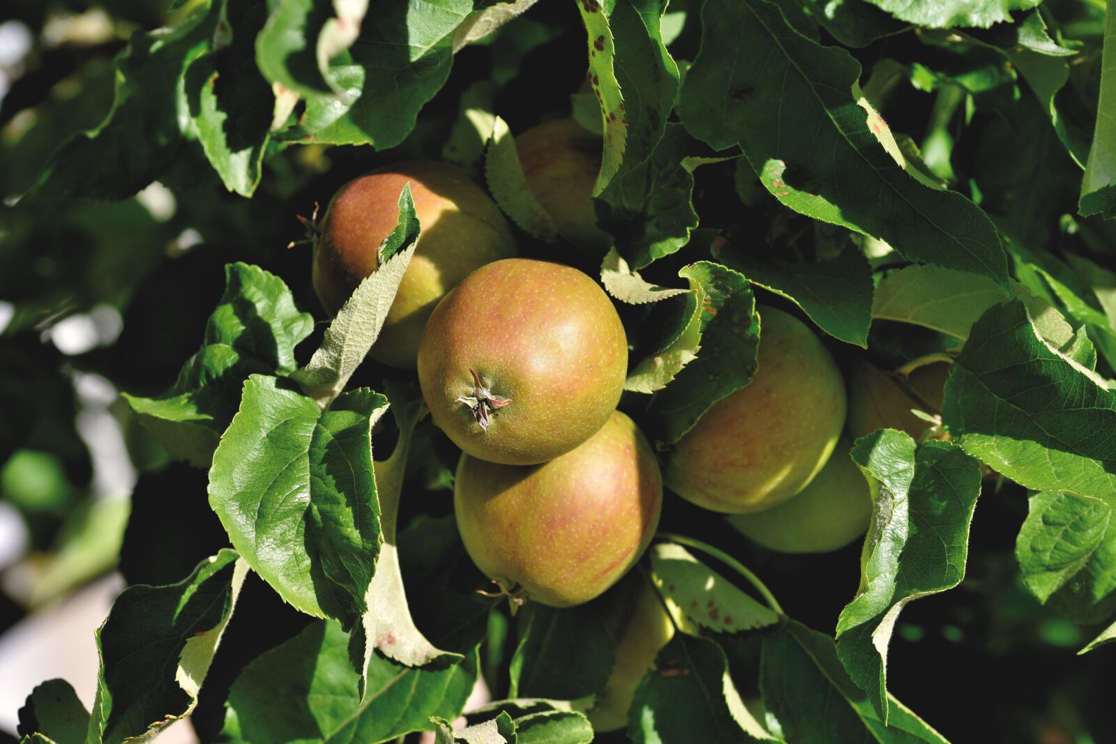 Nikon D7200 sample photo. Apple tree, apple, kernobstgewaechs photography