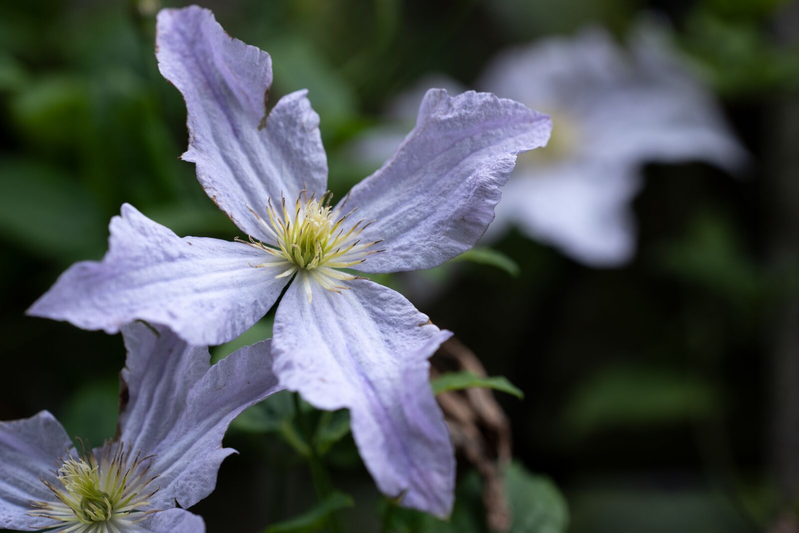 Nikon D750 sample photo. Clematis, white, flower photography