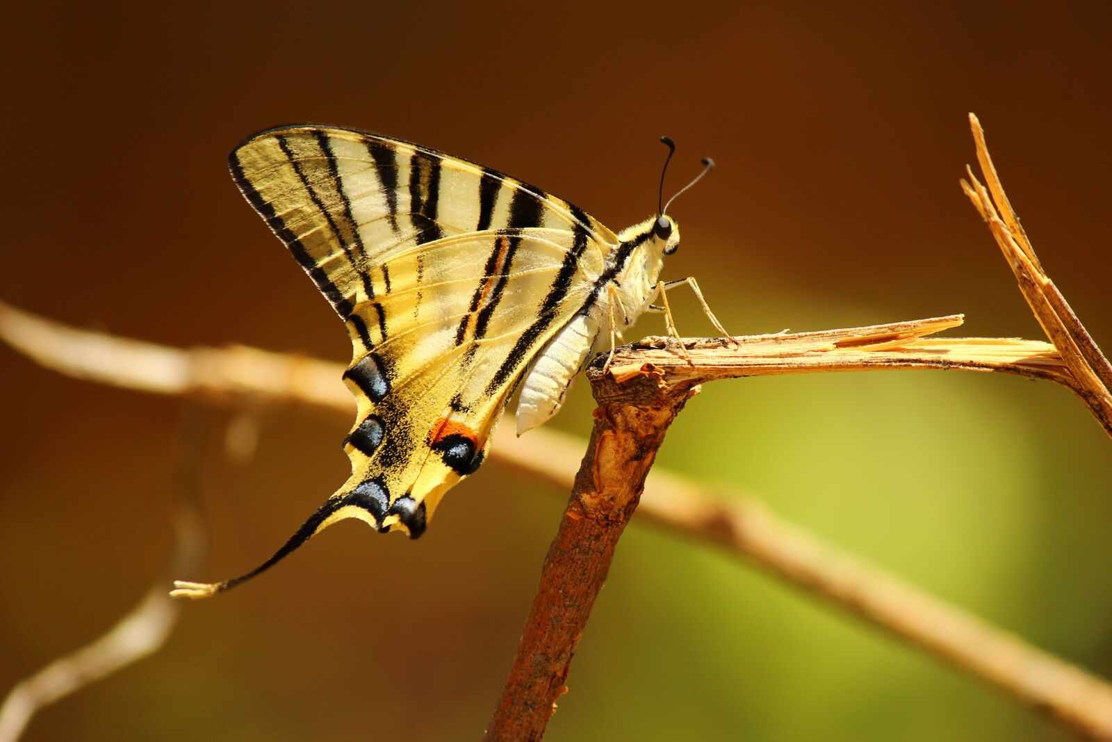 Canon EF-S 55-250mm F4-5.6 IS II sample photo. Butterfly, snagit, insect photography