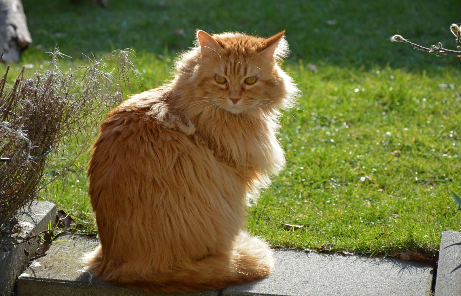 Nikon D5200 sample photo. Cat, view, backlight photography