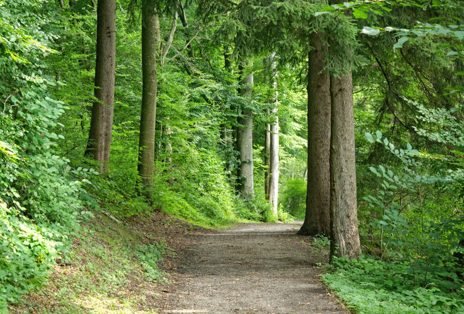 18.0-105.0mm f/3.5-f/5.6 sample photo. Away, forest, forest path photography