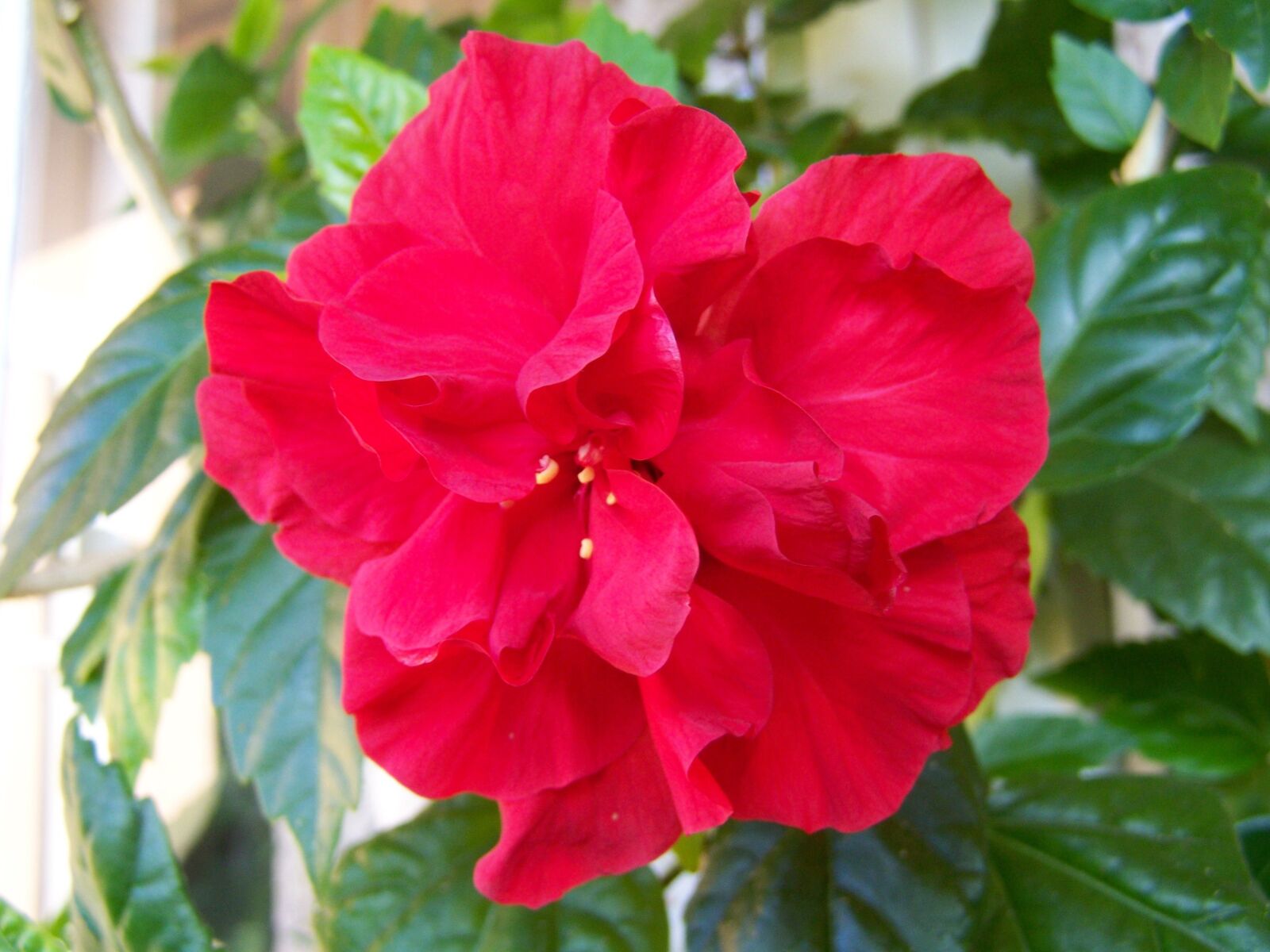 Kodak EASYSHARE ZD710 ZOOM DIGITAL CAMERA sample photo. Hibiscus, chinese hollyhock, room photography