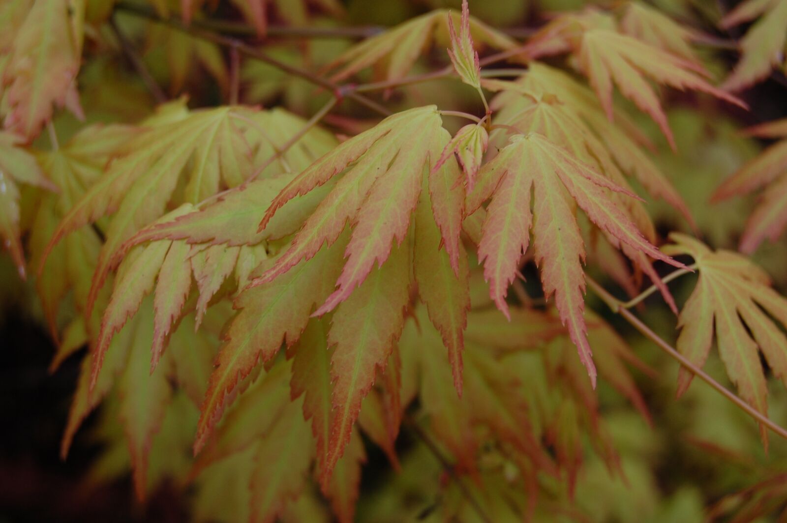 Nikon D40 sample photo. Leaves, tree, nature photography
