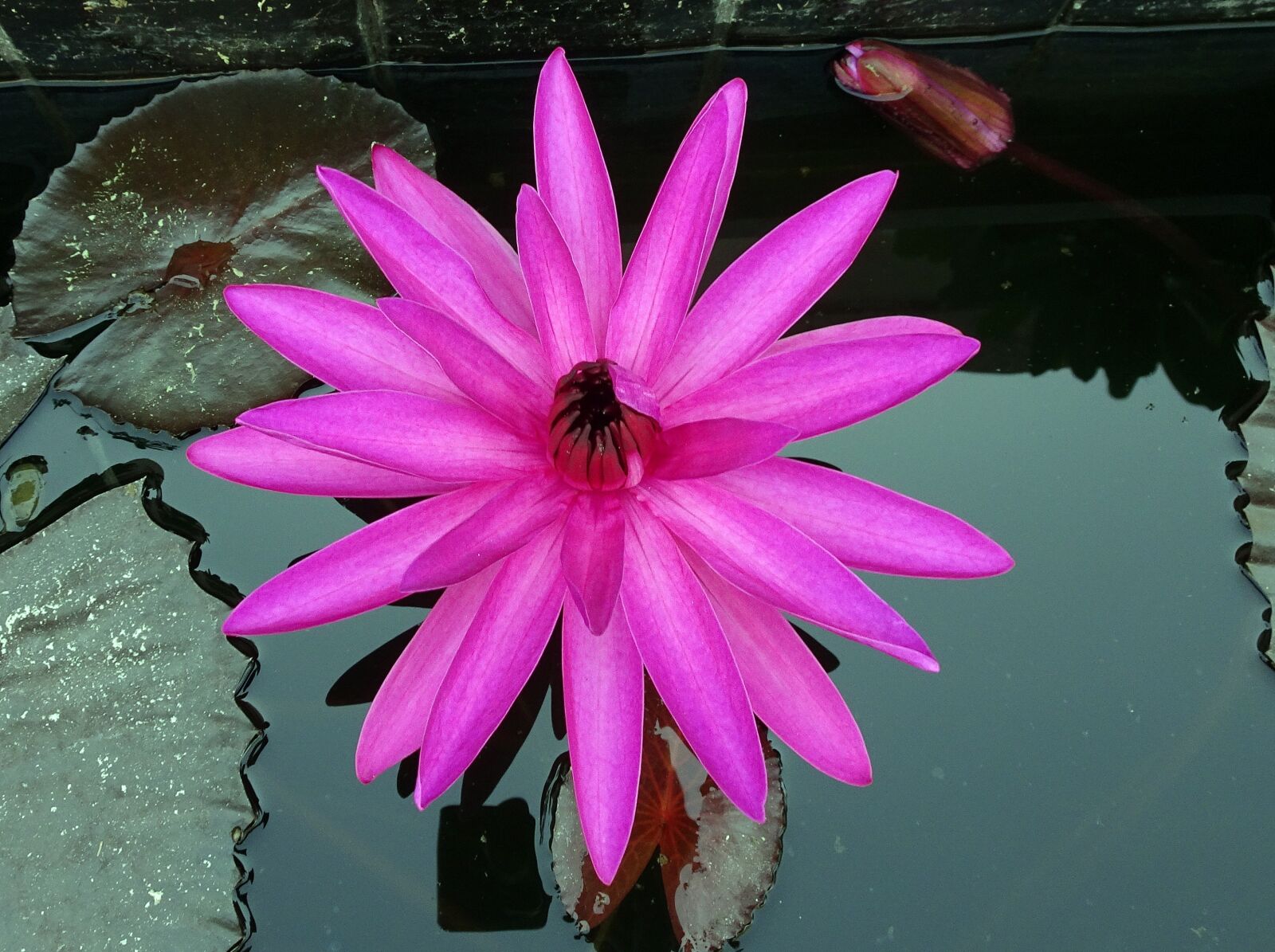 Sony Cyber-shot DSC-HX90V sample photo. Lily, flower, red water photography