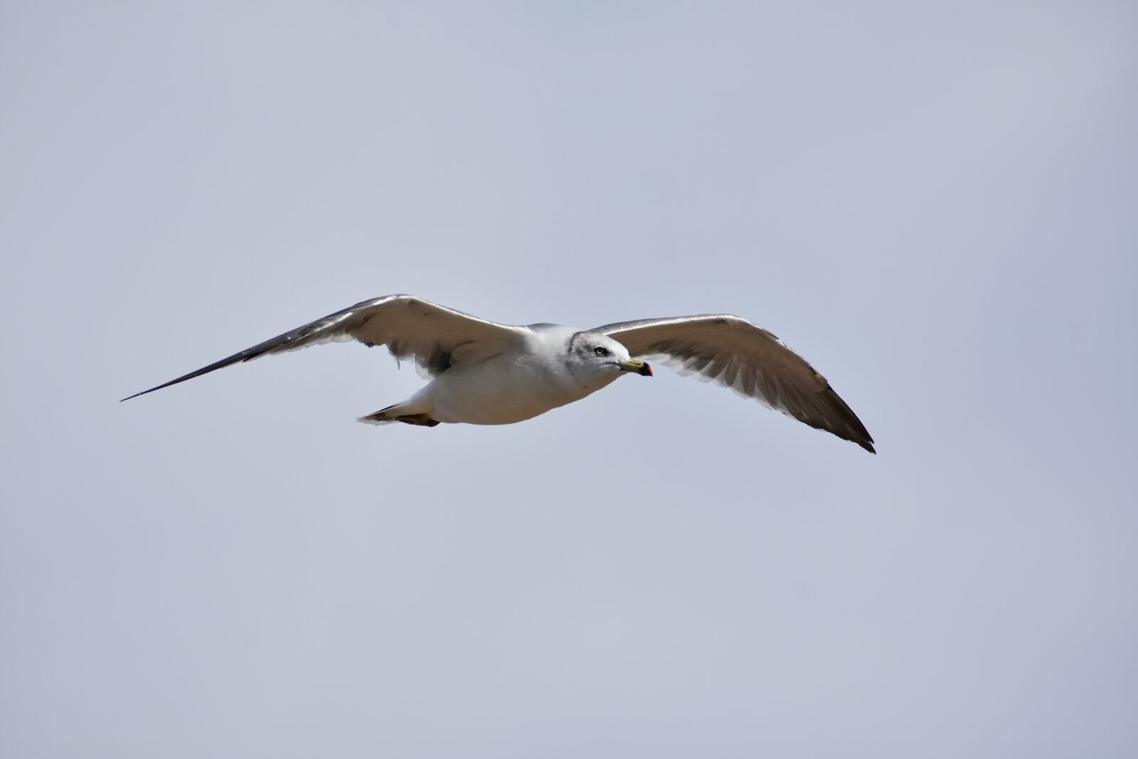Nikon D7200 sample photo. Animal, sky, bird photography