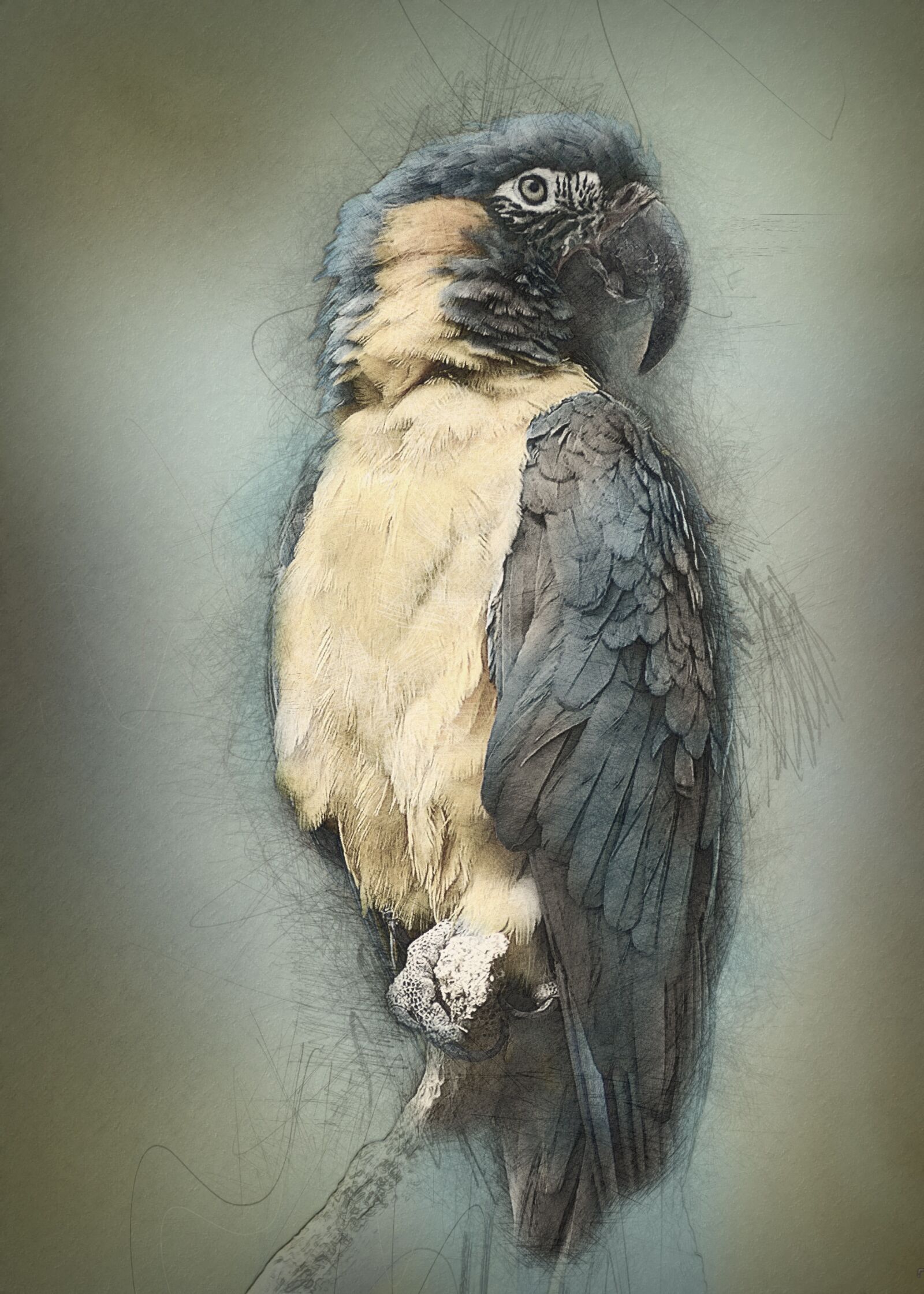 Nikon D7000 sample photo. Parrot, exotic, bird photography