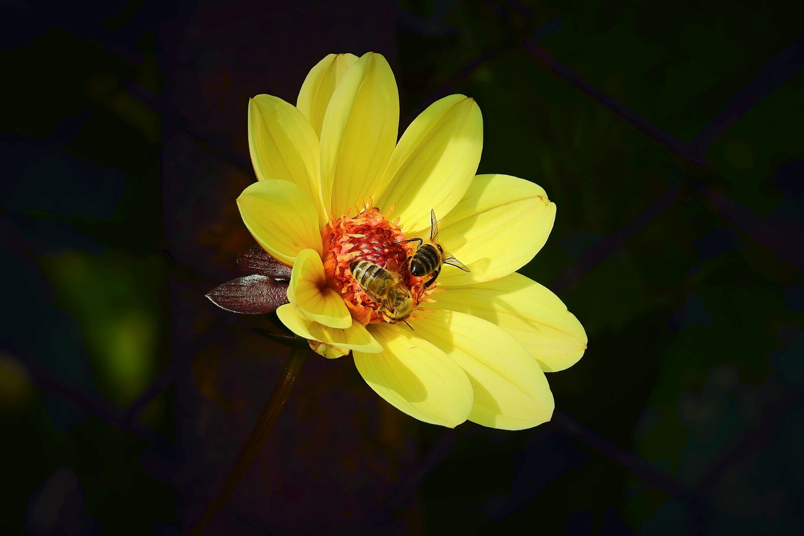 Nikon Coolpix P900 sample photo. Flower, nature, bees photography