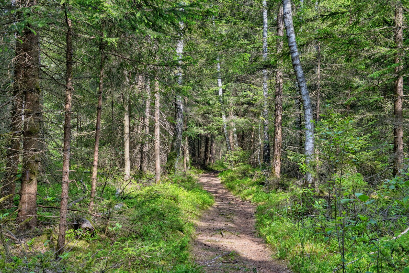 Nikon D7500 sample photo. Away, path, forest photography