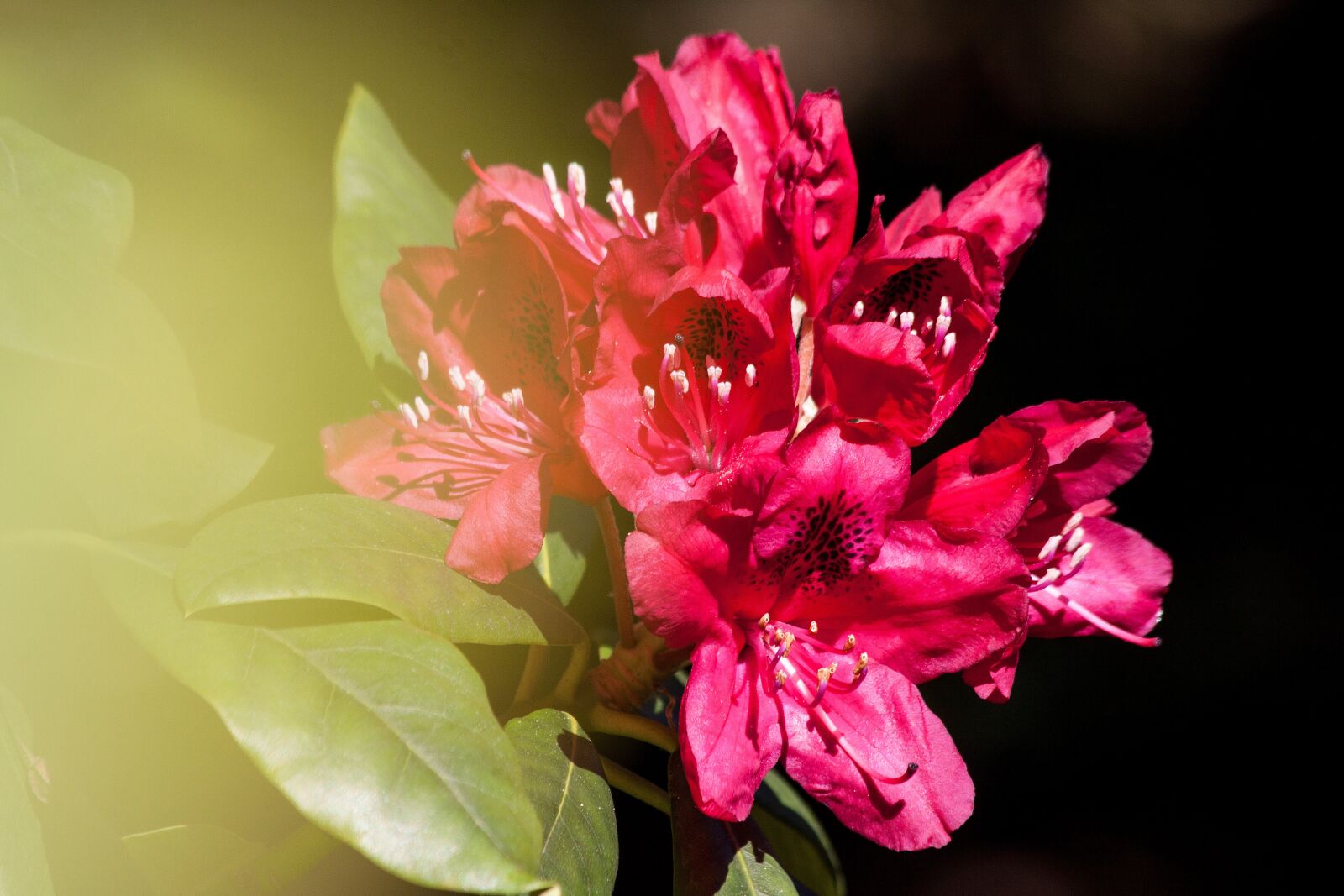 Canon EOS 50D sample photo. Rhododendron, traub notes, doldentraub photography